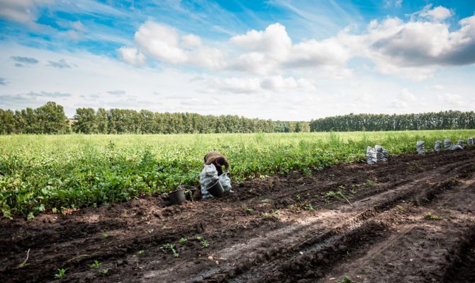 2,5 млн тонн зерна планируют собрать в Тульской области в 2026 году