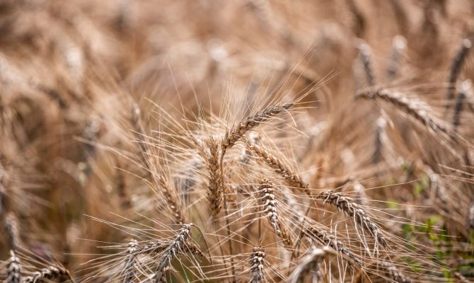 Под Тулой крупный земельный участок изъяли у владельца