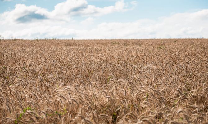 Тульский минсельхоз дал прогноз на урожай картофеля и зерна
