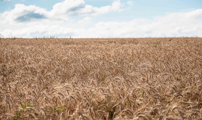 Россельхознадзор признал недействительными декларации тульского фермера на 800 тонн зерна