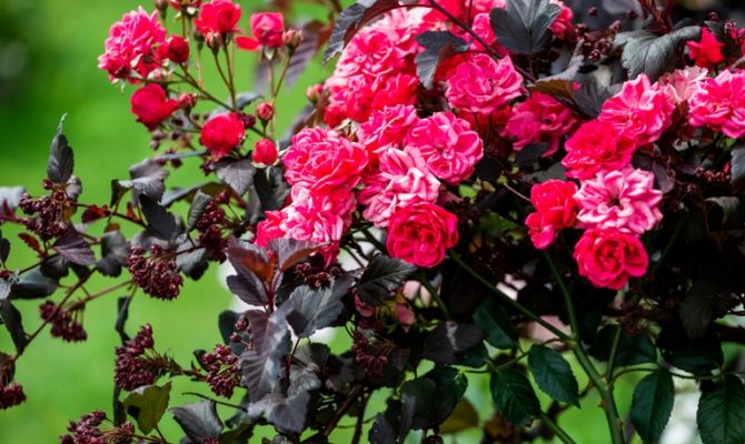 Какие цветы не стоит держать дома 