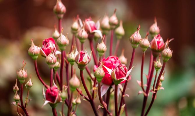 Туляков приглашают встретить весну в Научной библиотеке