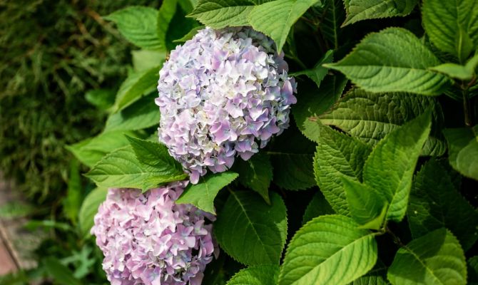 В Тульской области выявили опасного вредителя в хризантемах