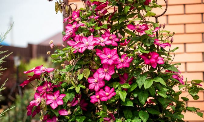 В Тульской области выявили опасного вредителя в эустомах