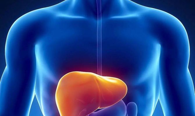 Ученые придумали, как восстановить поврежденную алкоголем печень
