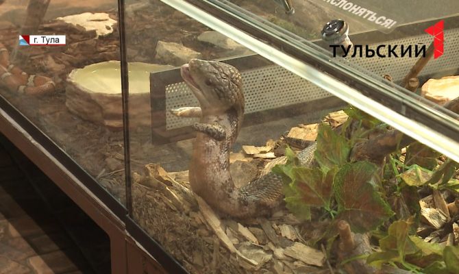 В Тульском экзотариуме отмечают День ящерицы