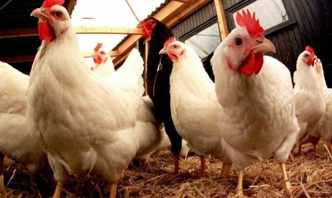 Мясо птицы из Европы запретят ввозить в Россию