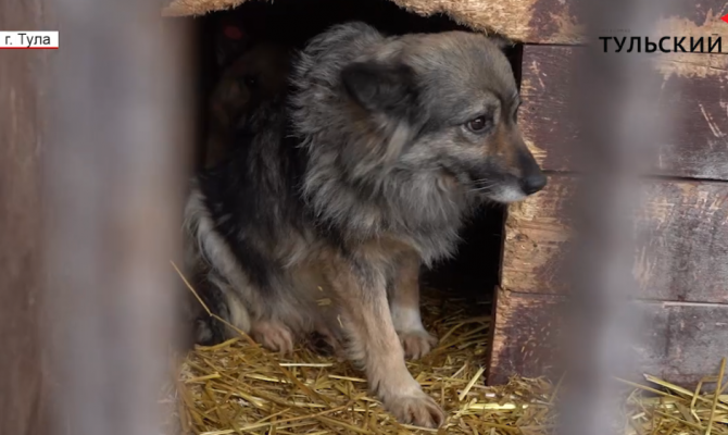 Около сотни туляков в месяц жалуются на бродячих собак: куда обращаться и что с этим делать