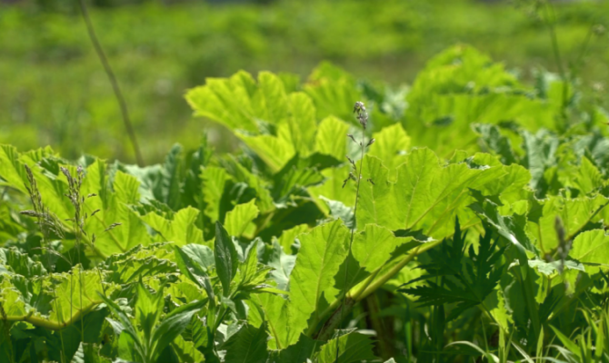 Районы Тульской области получили 21 млн рублей на борьбу с борщевиком