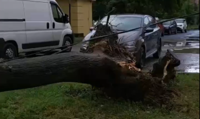 В Пролетарском округе Тулы во время грозы упало дерево