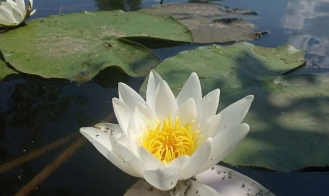 На Куликовом поле расцвели краснокнижные белоснежные кувшинки