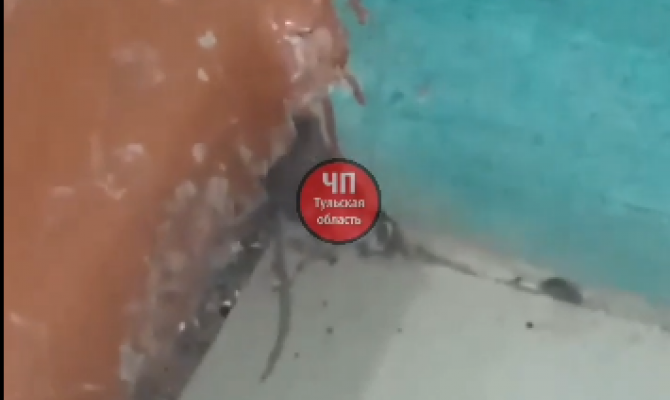 В городе Болохово по коридорам школы бегают мыши