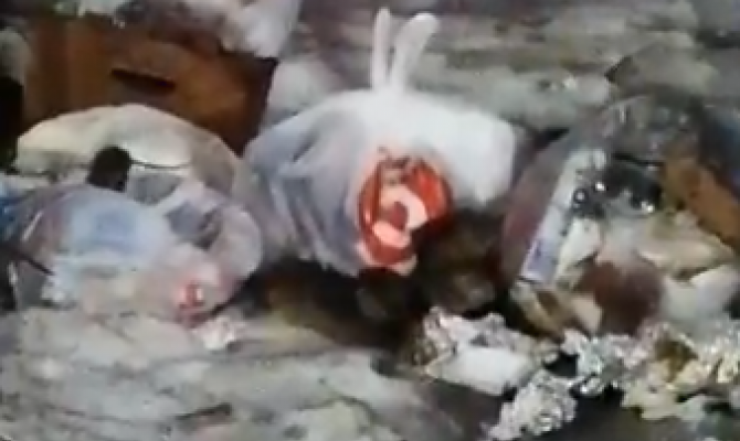 Туляки заметили "армию" крыс на проспекте Ленина