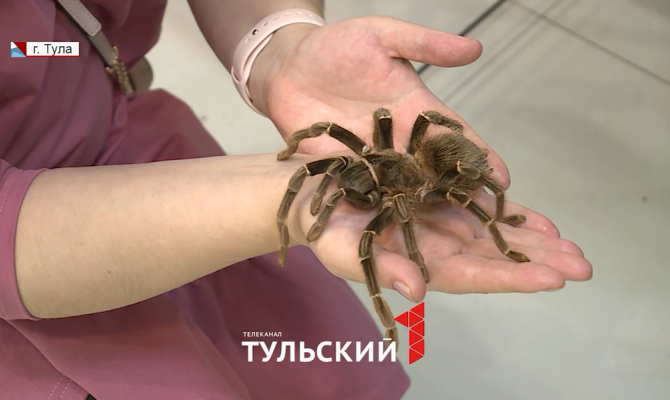 В Туле открылась живая выставка «Удивительный мир пауков»
