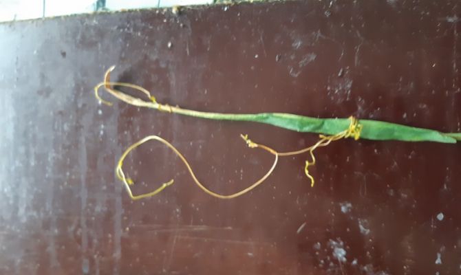 Жители Веневского района пожаловались на траву-убийцу растений