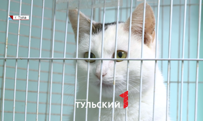 Отмороженный хвост и недобор в весе: волонтеры рассказали о спасенных животных