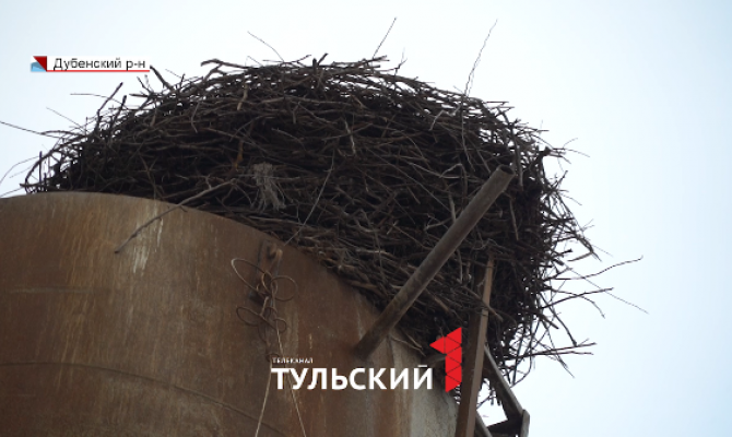 Белые аисты из села под Дубной могут остаться без дома