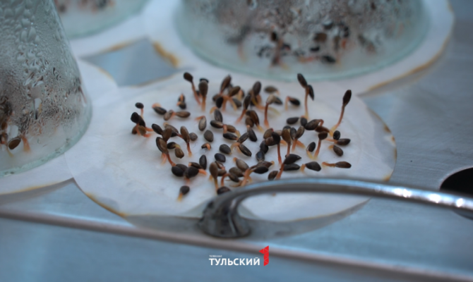 В Тульской области лес начали выращивать в пробирке