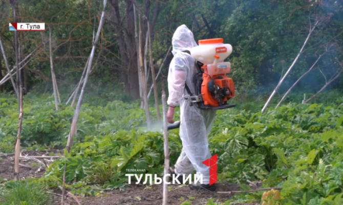 Штрафы за борщевик на участке вырастут до 700 тысяч рублей