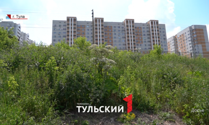За год туляки стали реже жаловаться на заросли борщевика