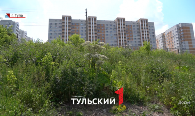 Стало известно, когда в Тульской области разберутся с несанкционированными свалками и зарослями борщевика