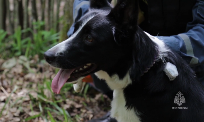 Кинологи со всей России проходят аттестацию в Туле