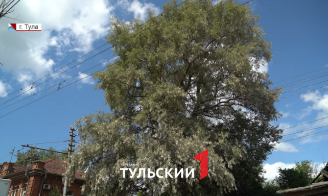 Тульские экологи рассказали, чем опасна массовая вырубка тополей в городе