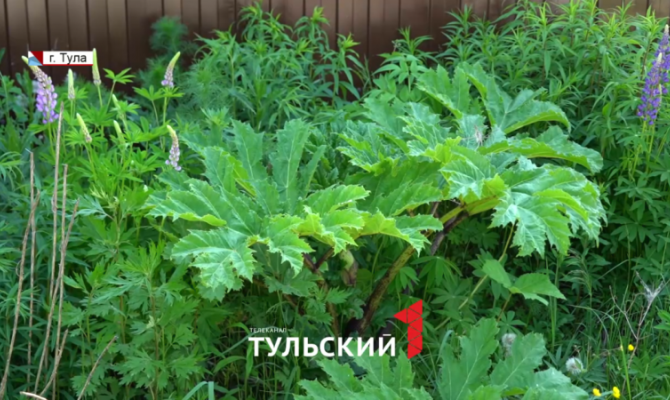 На борьбу с борщевиком в тульском Заречье потратят 1,7 млн рублей
