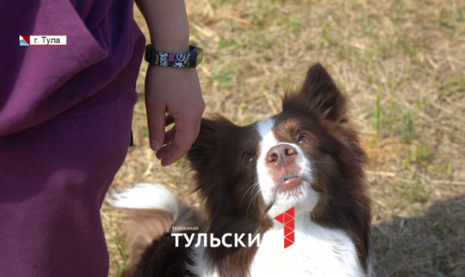 На аттестацию в Тулу приехали псы, которые помогали искать людей в Турции