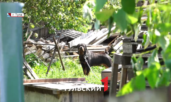 Жители деревни в Большой Туле боятся выходить из дома из-за агрессивной собаки