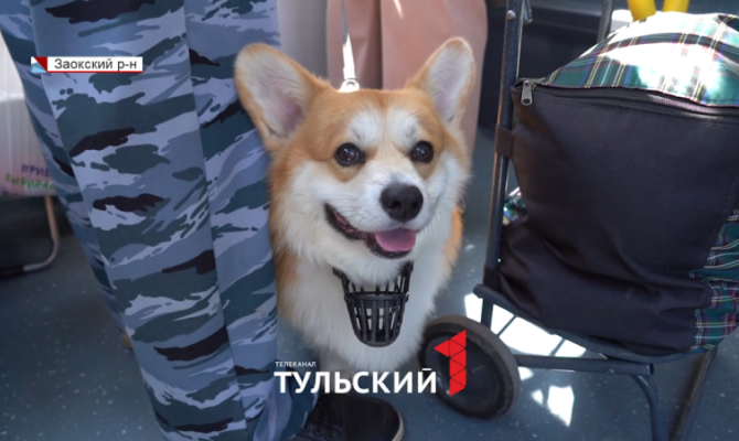 В Тульской области в рейсы вышли 40 новых автобусов