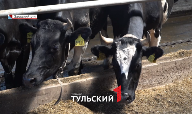 Тульские фермеры придумали способ увеличения надоя в несколько раз