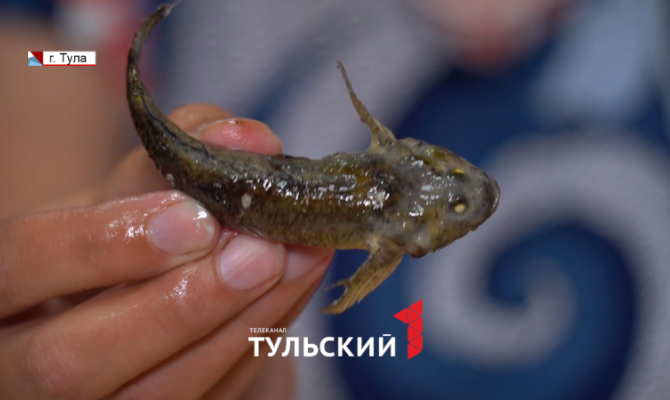 В Тульской области обнаружили краснокнижный вид рыб