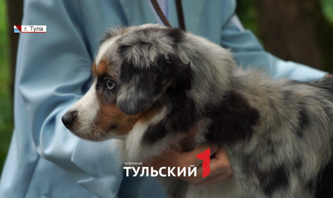 В Туле хендлеры раскрыли секреты победы на собачьих выставках