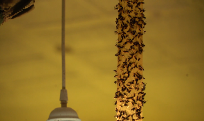 Стало известно, когда в Туле прекратится нашествие мух