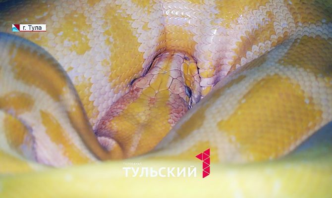 В Туле гондурасская молочная змея с собратьями готовятся к зимней спячке