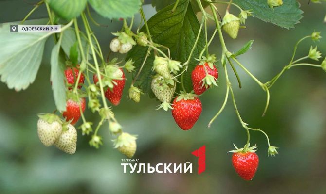 Как ягодники в Туле «обманывают» погоду ради богатого урожая