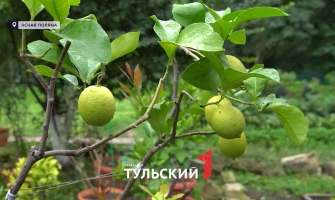 Секрет усадьбы Толстого: что растёт за стенами старинной теплицы