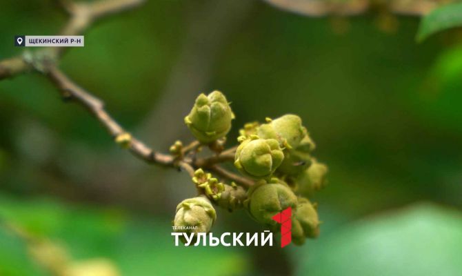 Где под Тулой можно увидеть краснокнижный японский клён