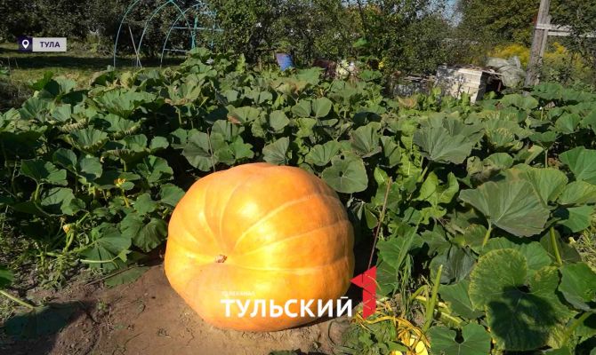 Тыква-гигант из Тулы поборется за звание крупнейшей в России