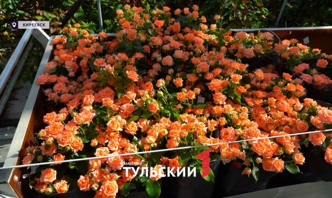 Крупнейший розарий Тульской области: как он устроен