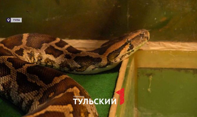 Тульский экзотариум вырастил самую большую коллекцию змей в России