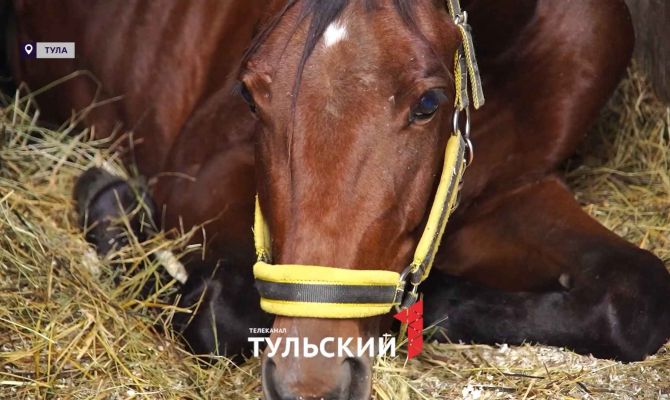 Под Тулой спасли отправленного на убой жеребенка