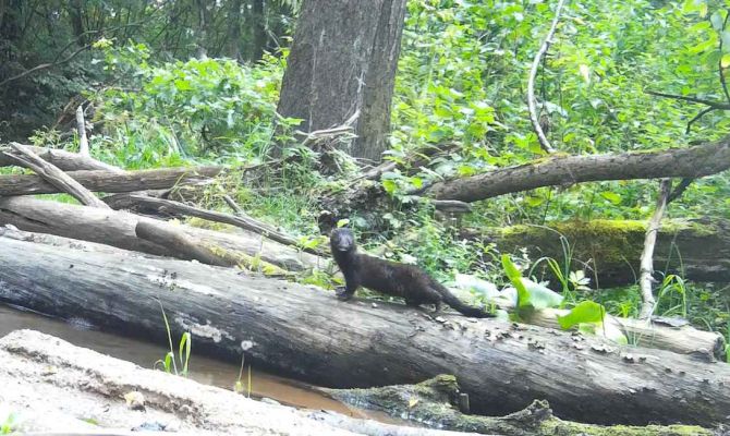 На территории заповедника "Калужские засеки" запечатлена американская норка