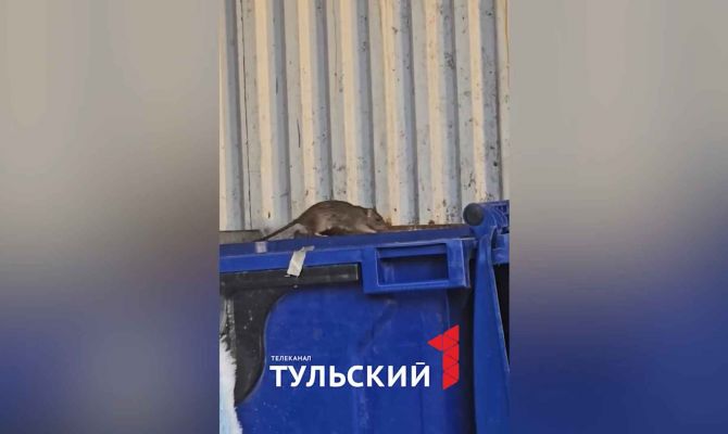 В ЖК Современник в Туле обнаружили крыс