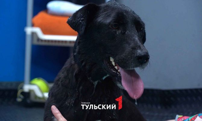 Парализованную дворняжку доставили за 1500 км для реабилитации в Туле