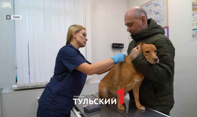 В Туле завершается бесплатное чипирование животных: куда бежать