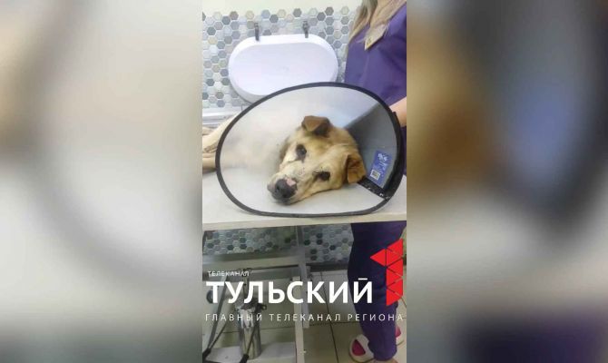 В Пролетарском округе Тулы завёлся догхантер с ружьем