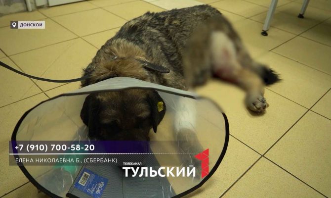 В Донском хозяин спустил бойцовского пса на дворняжку Хорошку