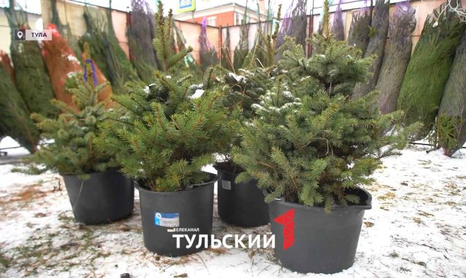 Сколько стоят елки на базарах в Туле